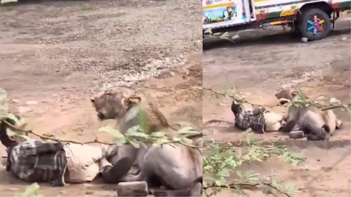 lion-attack-in-gujarat-bhavnagar-man-pinned-down-for-30-minutes-spine-chilling-video-goes-viral