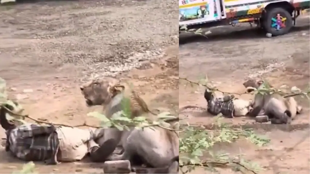 Viral: मौत के चंगुल में 30 मिनट...जब शेरनी के चंगुल में फंसा किसान, रोंगटे खड़े कर देगा यह VIDEO lion-attack-in-gujarat-bhavnagar-man-pinned-down-for-30-minutes-spine-chilling-video-goes-viral