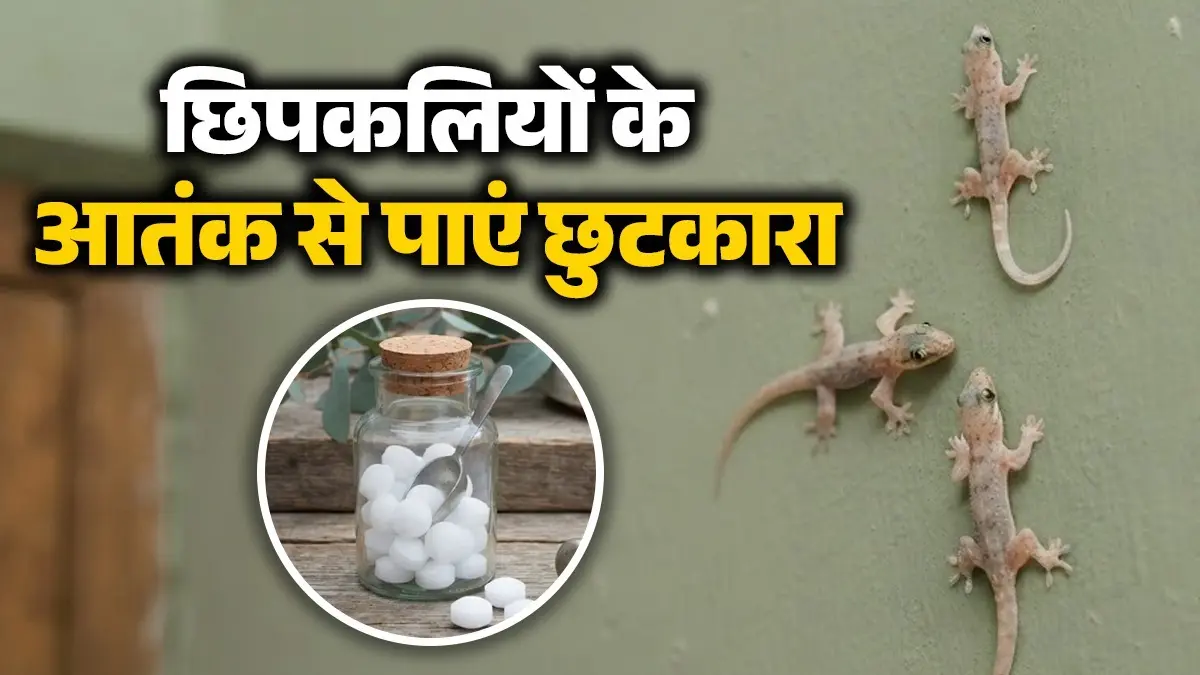 Lizard Removal Tips: बरसात के मौसम में आपके भी घर में मंडराने लगे छिपकली के बच्चे? इन 5 घरेलू नुस्खों से तुरंत मिलेगा छुटकारा Lizard Removal Tips
