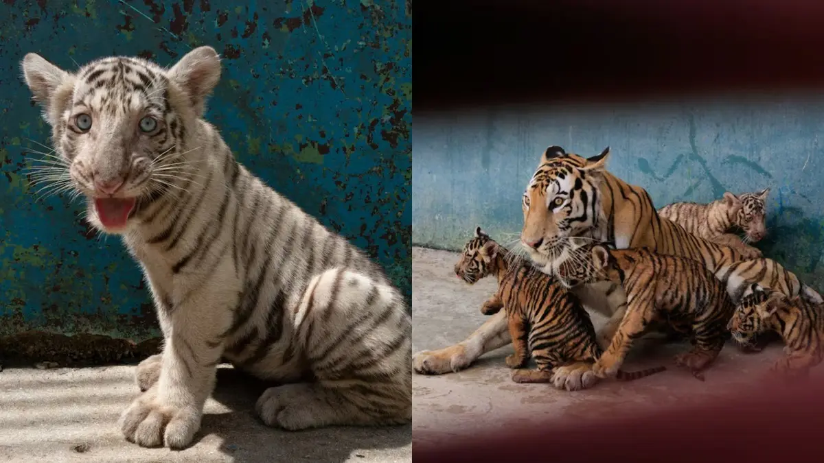 Meet Rare White Bengal Tiger Cub and Its Miracle Siblings Born Against All Odds At Havana Zoo In Cuba | Viral Video Meet Rare White Bengal Tiger Cub and Its Miracle Siblings Born Against All Odds At Havana Zoo In Cuba | Viral Video