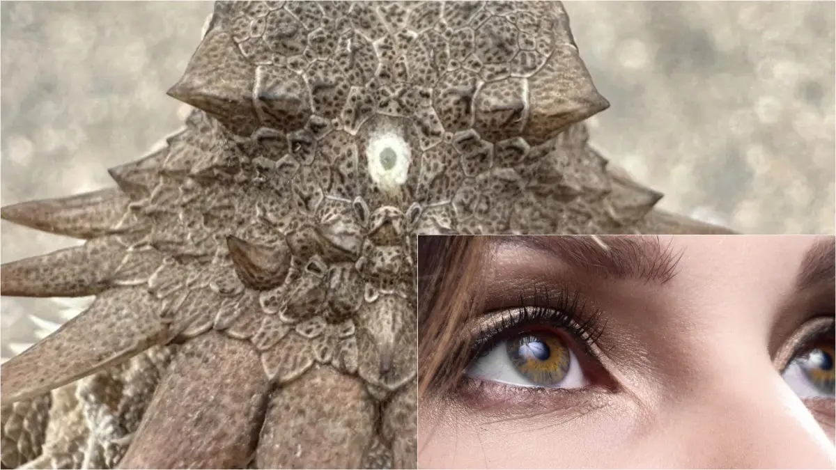 Mind-Blowing Twist: Shocking Study Claims Human Eyes May Have Originated From 600-Million-Year-Old One-Eyed Ancestor Mind-Blowing Twist: Shocking Study Claims Human Eyes May Have Originated From 600-Million-Year-Old One-Eyed Ancestor