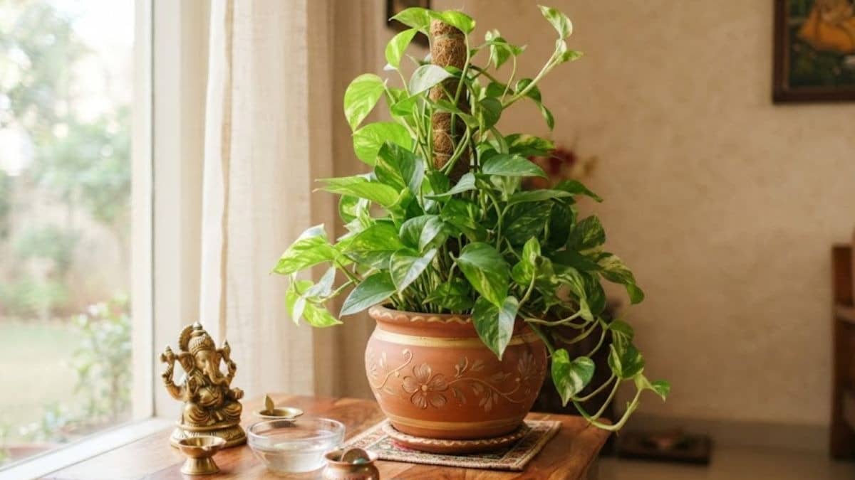 Money Plant Vastu Tips
