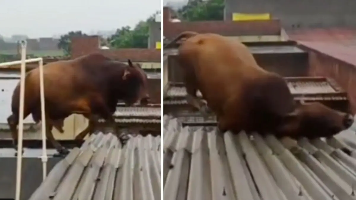 VIRAL VIDEO: बारिश से बचने के लिए दुकान की छत पर जा पहुंचा सांड, भरभराकर टूटी टीन और धड़ाम से गिरा नीचे muzaffarnagar-viral-video-bull-falls-from-shop-roof rescued during rainfall