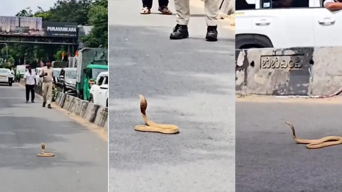 ‘Only In Bengaluru...’: Commuters Freeze As Cobra Halts Rush-Hour Traffic For 30 Minutes On Palace Road | WATCH ‘Only in Bengaluru...’: Commuters Freeze As Cobra Halts Rush-Hour Traffic For 30 Minutes On Palace Road | WATCH