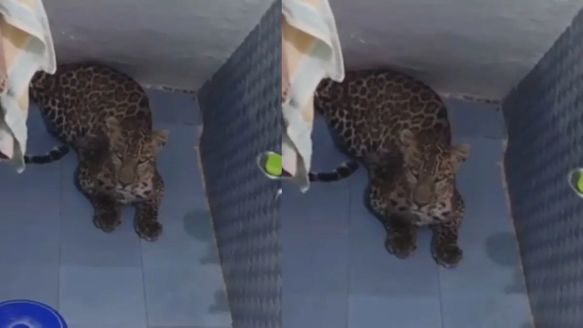 'Straight Out of Nightmare': Leopard Found Inside Bathroom in Himachal Pradesh's Solan, Rescued | WATCH 'Straight Out of Nightmare': Leopard Found Inside Bathroom in Himachal's Solan, Rescued | WATCH