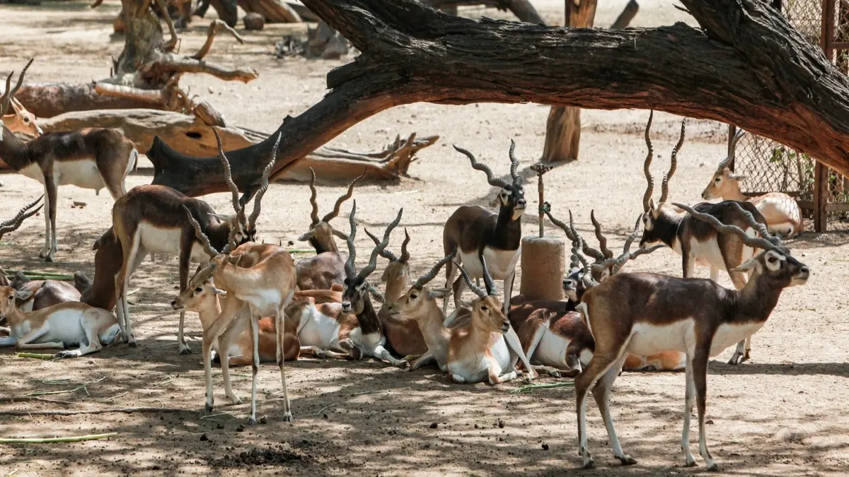 Stray Dog Menace in MP: 13 Blackbucks Die After Falling Into Well While Fleeing Attack Stray Dog Menace in MP: 13 Blackbucks Die After Falling Into Well While Fleeing Attack