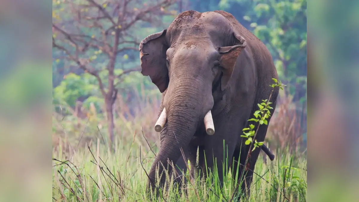 The Elephant That Never Forgets: Rogue Tusker Stalks Nepali Family Across Two Rivers, Killing 4 Members 14 Years Apart The Elephant That Never Forgets: Rogue Tusker Stalks Nepali Family Across Two Rivers, Killing 4 Members 14 Years Apart