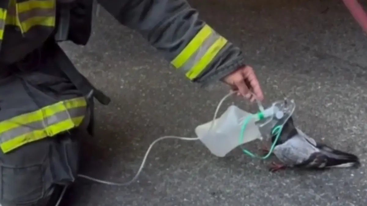 Watch: Oakland Firefighters Pause After Vehicle Blaze to Save a Smoke-Choked Pigeon With A Tiny Oxygen Mask Watch: Oakland Firefighters Pause After Vehicle Blaze to Save a Smoke-Choked Pigeon With an Oxygen Mask