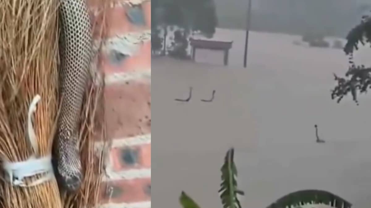 WATCH: Venomous Cobras Escape Flooded Farms in China