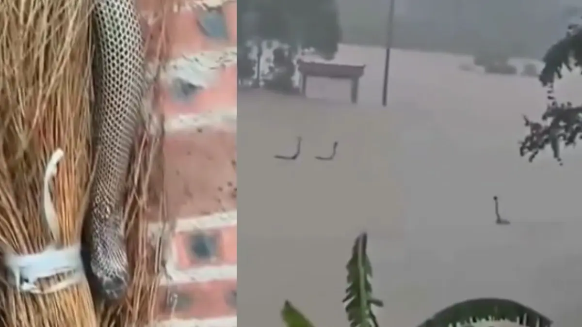 WATCH: Hundreds of Venomous Cobras Escape Flooded Farms in China, Several Bitten, 1 Killed WATCH: Venomous Cobras Escape Flooded Farms in China