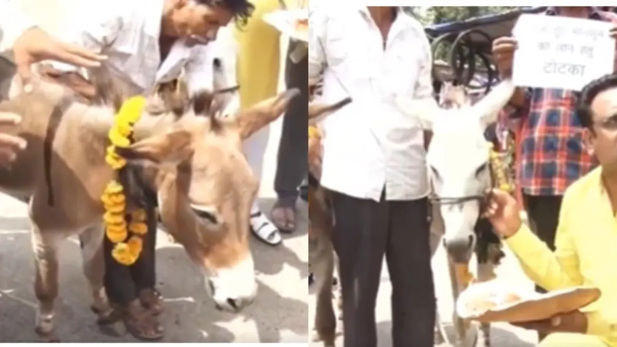 Monsoon Delay: Bhopal Residents Turn To Unusual Ritual, Feed Gulab Jamuns To Donkeys to Invite Rainfall X