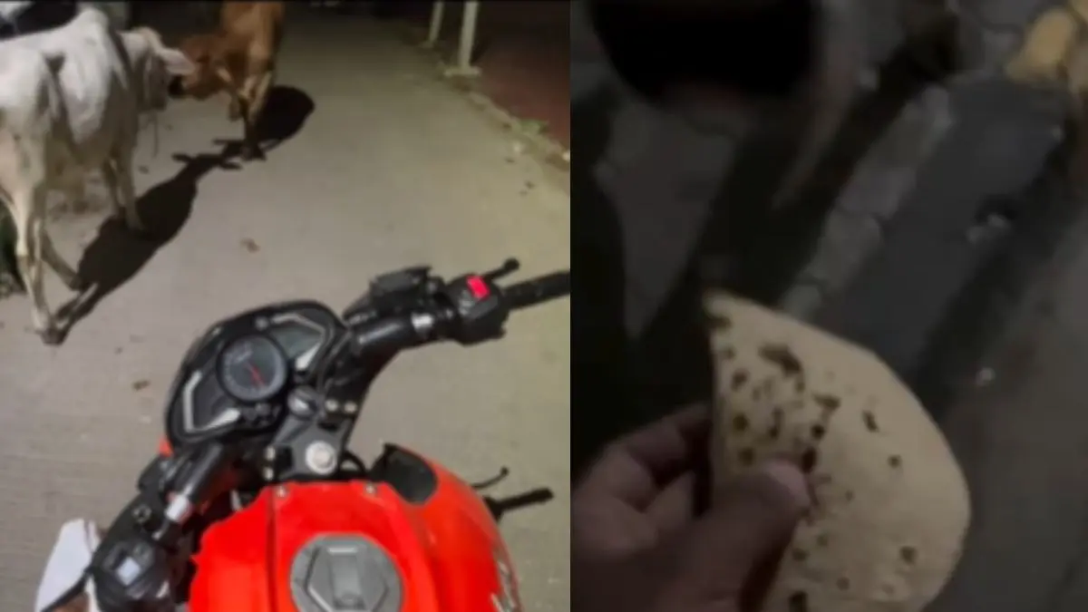 VIRAL VIDEO: महिला ने जोमैटो से ऑर्डर की रोटियां, जब राइडर पहुंचा तो बोली- गाय को खिला दीजिए, युवक ने कहा- ठीक पर पैसे नहीं लूंगा, आखिर क्यों? zomato-was-booked-to-feed-cow-rider-called-the-woman-and-refused-the-payment