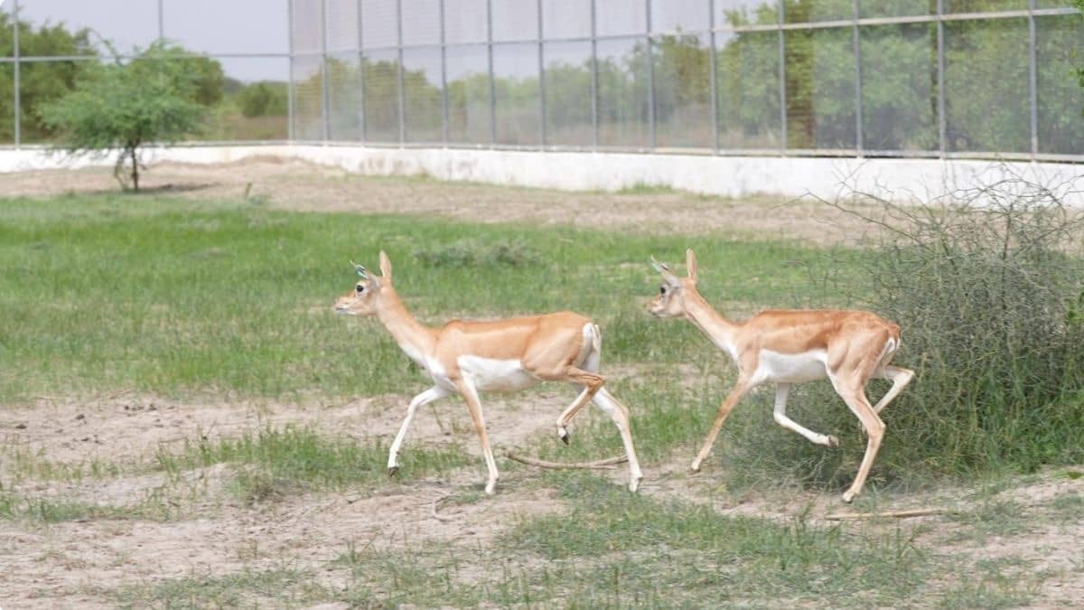 20 Blackbucks Rewilded in Banni Grassland on India’s 80th Independence Day, Advancing Native Wildlife Restoration