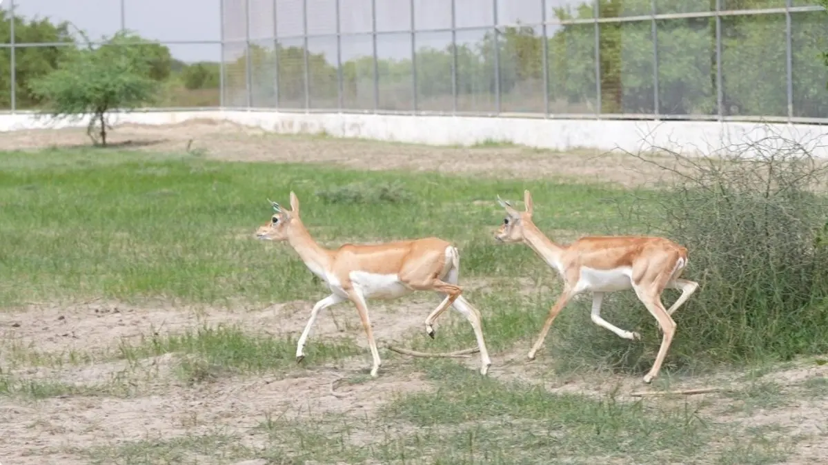 20 Blackbucks Rewilded in Banni Grassland on India’s 80th Independence Day, Advancing Native Wildlife Restoration 20 Blackbucks Rewilded in Banni Grassland on India’s 80th Independence Day, Advancing Native Wildlife Restoration