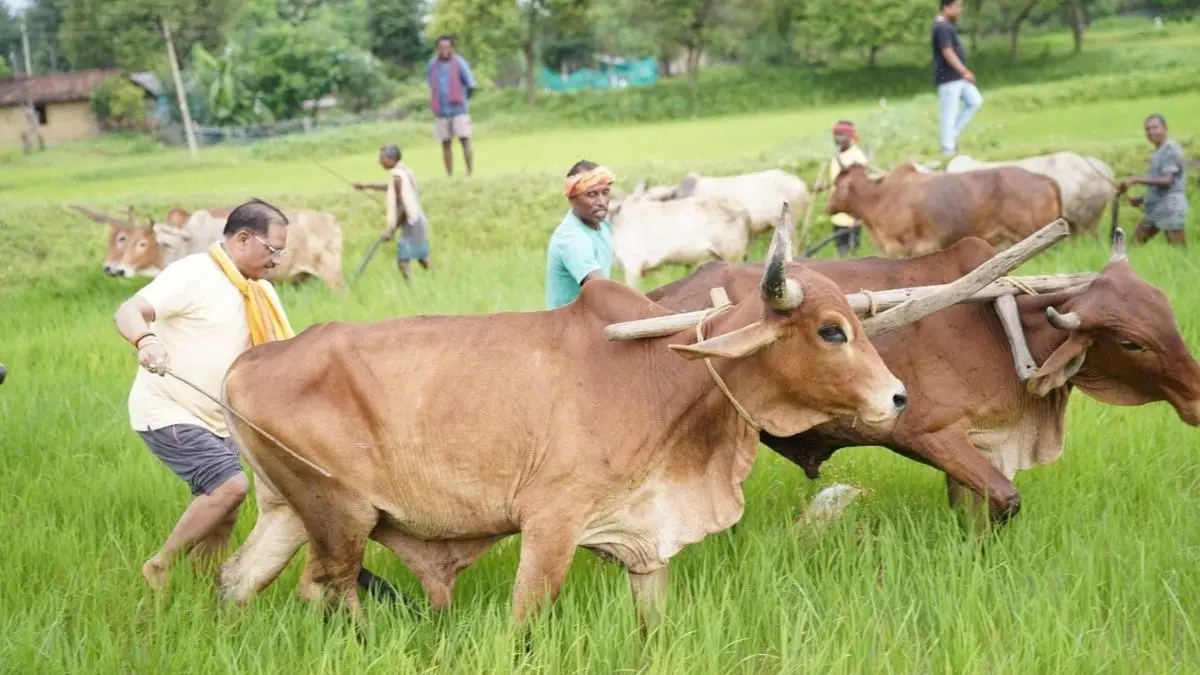 अपनी माटी और खेती-किसानी से मुख्यमंत्री श्री विष्णु देव साय का आत्मीय जुड़ाव Chief Minister Vishnu Deo Sai's connection with farming