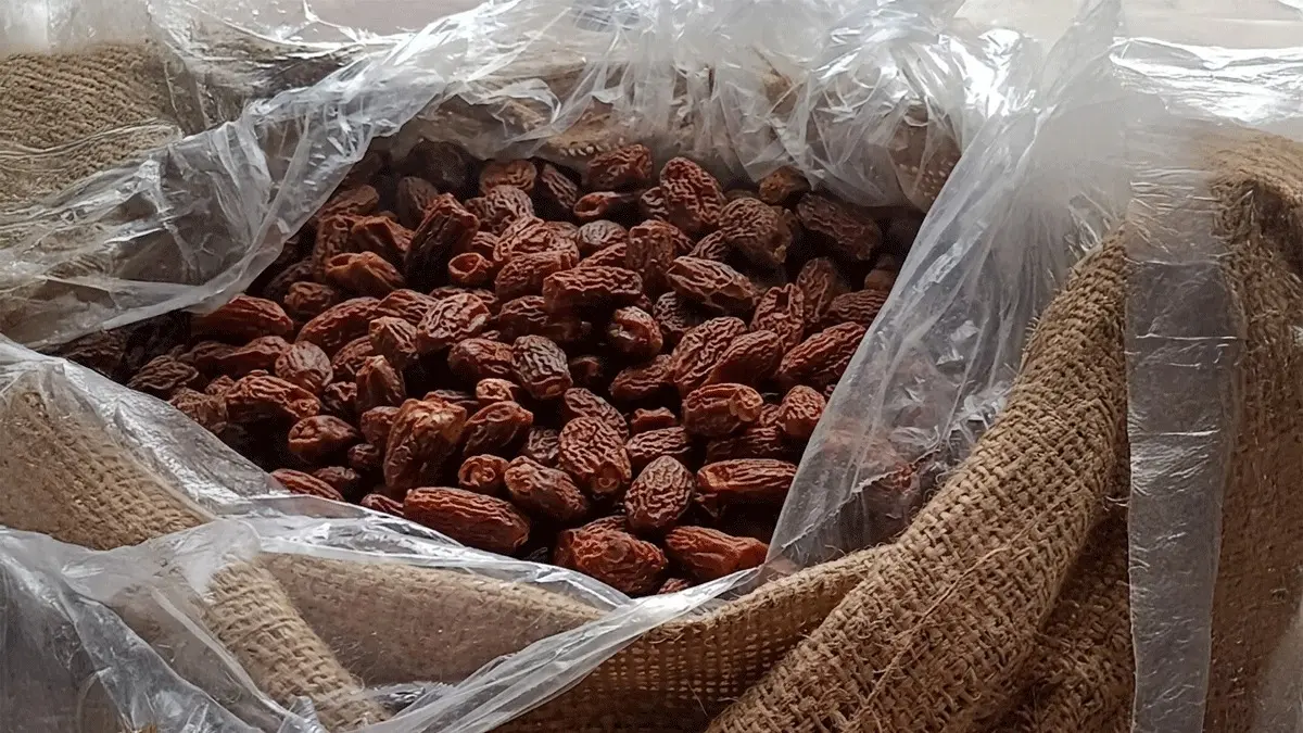 DRI Seizes 364 MT of Pakistan-Origin Dry Dates Worth Rs 3 Crore Routed Via UAE DRI Seizes 364 MT of Pakistan-Origin Dry Dates Worth Rs 3 Crore Routed Via UAE