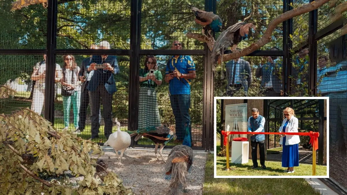 India’s Cultural Diplomacy Takes Flight: Bharat Presents 5 Young Peacocks To UN Geneva India’s Cultural Diplomacy Takes Flight: Bharat Presents 5 Young Peacocks To UN Geneva