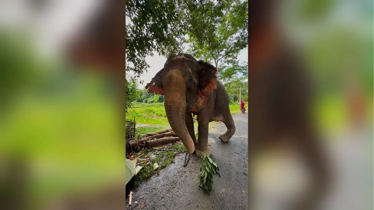 Joymoti Arrives at Vantara for Urgent Medical Care Following Flood Rescue Joymoti Arrives at Vantara for Urgent Medical Care Following Flood Rescue
