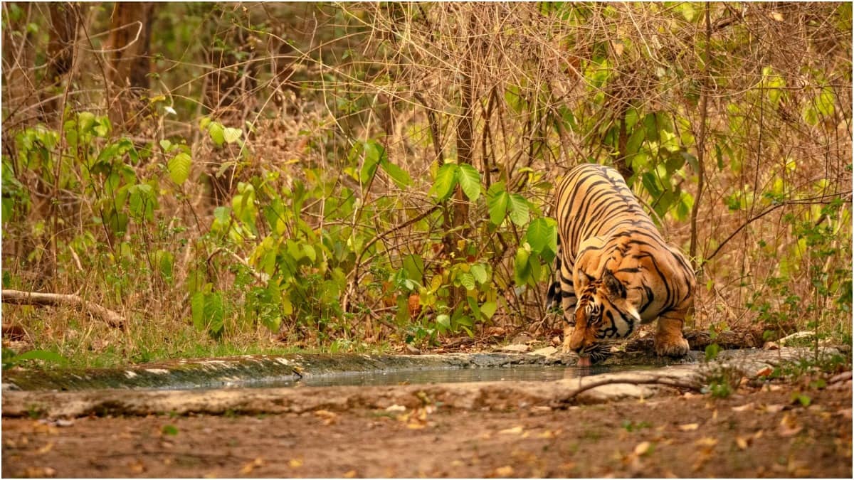 Kanha National Park is in Madhya Pradesh