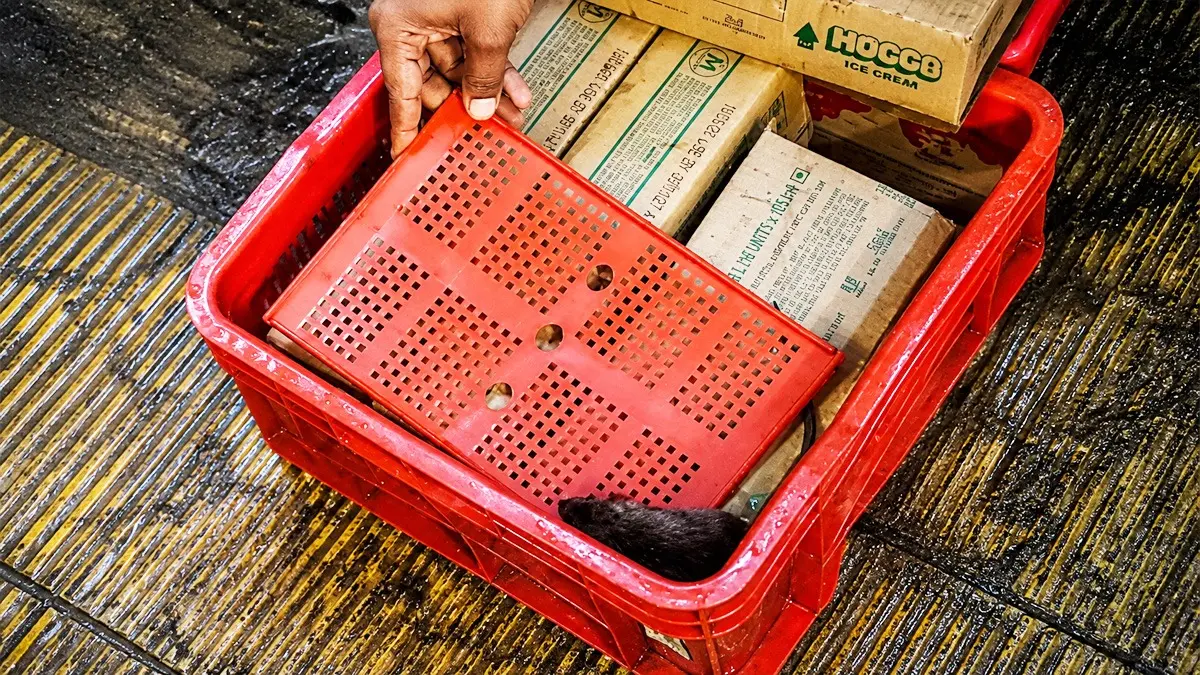 Maharashtra: Rat Spotted in Ice Cream Crate of Quick-Commerce Provider's Outlet; Viral Video Sparks Outrage in Kalyan Maharashtra: Rat Spotted in Ice Cream Crate of Quick-Commerce Provider's Outlet; Viral Video Sparks Outrage in Kalyan