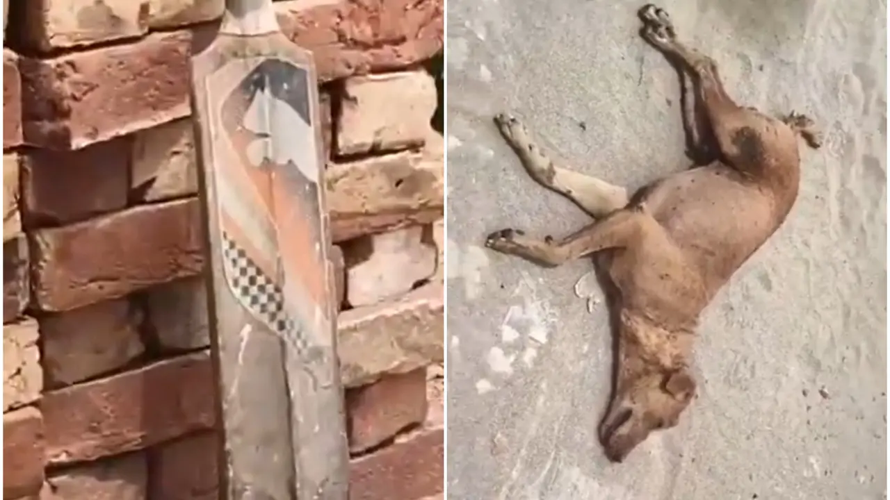 VIDEO | Ghaziabad Dog Beaten, Buried Alive; FIR Registered After PETA India Intervention VIDEO | Ghaziabad Dog Beaten, Buried Alive; FIR Registered After PETA India Intervention