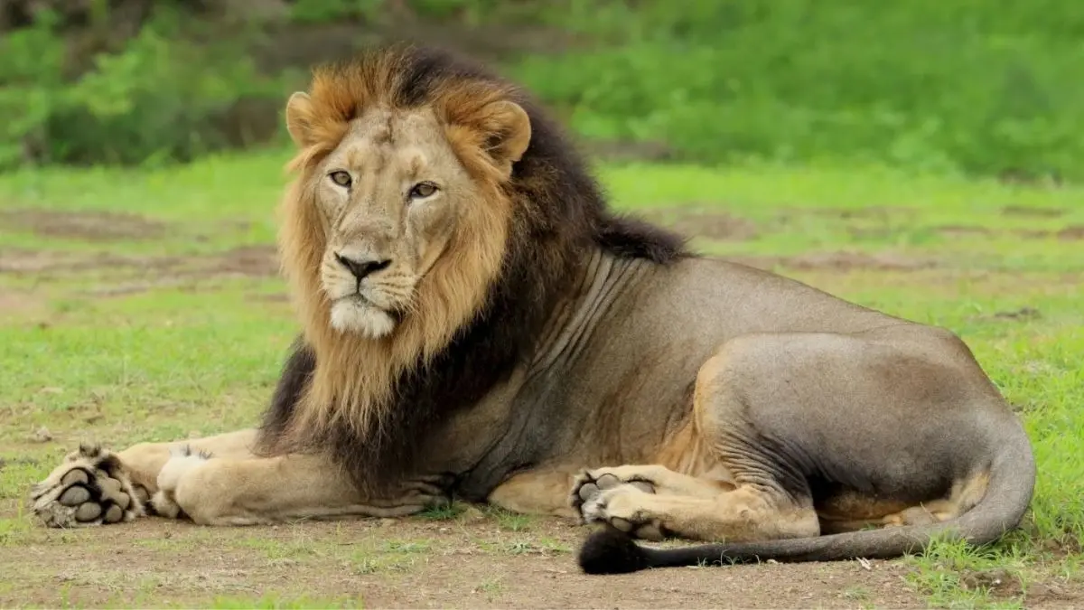 World Lion Day 2026: 'India's Asiatic Lion Population Rises From 523 To 891,' Claims Environment Minister Bhupender Yadav World Lion Day 2026