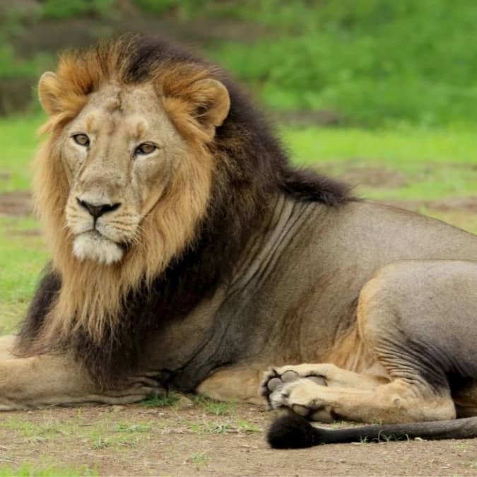 World Lion Day 2026