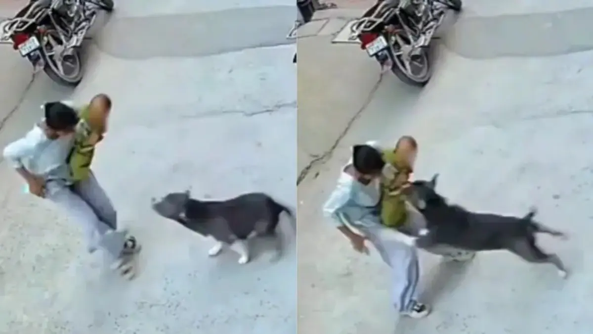 6-Month-Old Baby Mauled by Pit Bull In Haryana's Sonipat, CCTV Captures Horror 6-Month-Old Baby Mauled by Pit Bull in Sonipat, CCTV Captures Horror