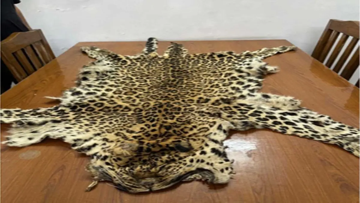 DRI Busts Major Wildlife Smuggling Bid, Seizes Leopard Pelts, Tortoises, Tiger Bones & More DRI Seizes 2 Leopard Pelts, 180 Star Tortoises, Geckos, Tiger Bones