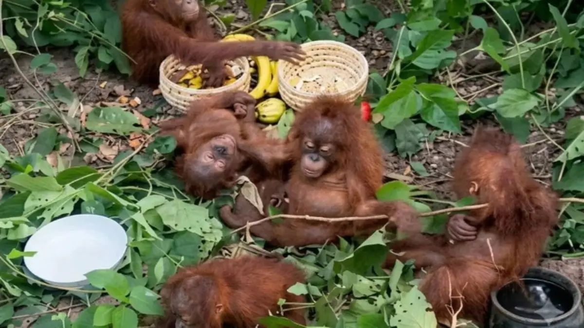 Five Orangutans Found in Balasore Forest Area, Forest Department Launches Probe Into Suspected Smuggling Five Orangutans Found in Balasore Forest Area, Probe Into Smuggling On