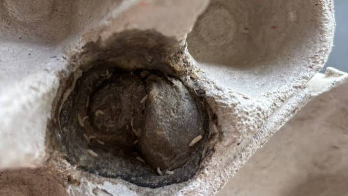 Karnataka Food Safety Dept Inspects Online Retailer Facility After Worms Found in Eggs in Mangaluru