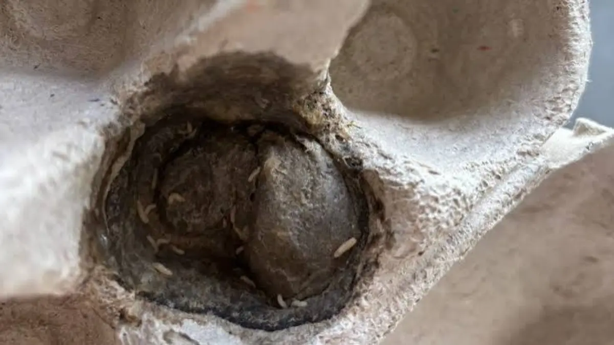 Karnataka Food Safety Dept Inspects Online Retailer Facility After Worms Found in Eggs in Mangaluru Karnataka Food Safety Dept Inspects Online Retailer Facility After Worms Found in Eggs in Mangaluru