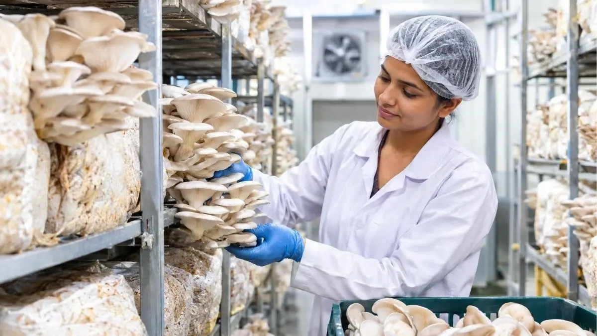 Mushroom Cultivation in India: How Small is Making Big Mushroom Cultivation in India: How Small is Making Big