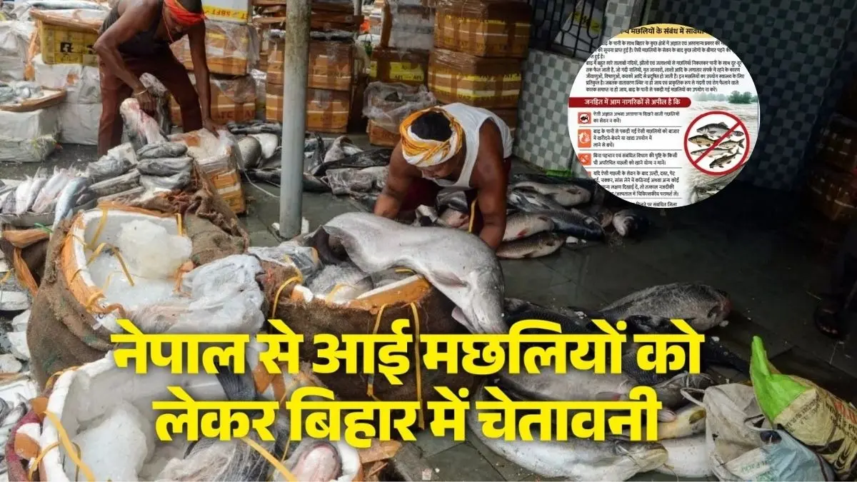 नेपाल की बाढ़ से बिहार आईं 'अजीब' मछलियां, सरकार ने जारी की नई एडवाइजरी; खतरे में पड़ सकती है जान नेपाल की बाढ़ से बिहार आईं 'अजीब' मछलियां, सरकार ने जारी की नई एडवाइजरी; खतरे में पड़ सकती है जान