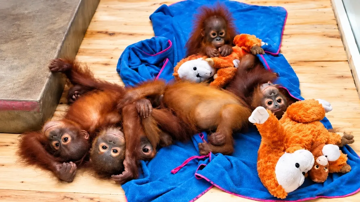 Odisha: 5 Rescued Orangutan Babies Stable at Nandankanan Zoo; Expert Panel Advises Diet Upgrade Odisha: 5 Rescued Orangutan Babies Stable at Nandankanan Zoo; Expert Panel Advises Diet Upgrade