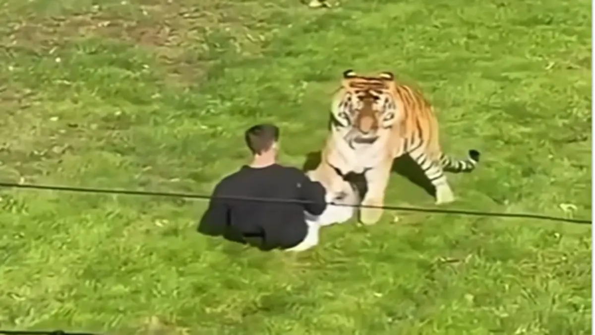 Man Enters Tiger Enclosure At Yorkshire Wildlife Park, Tragically Dies After Being Mauled By The Animal Man Enters Tiger Enclosure At Yorkshire Wildlife Park, Tragically Dies After Being Mauled By The Animal