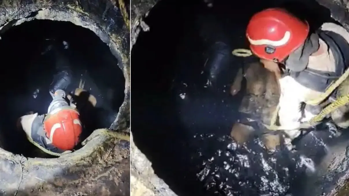 Delhi Chhawla Septic Tank Tragedy: One Dead, Three Injured After Suspected Toxic Gas Exposure One Dead, Three Injured After Toxic Gas Leak in Septic Tank Chhawla