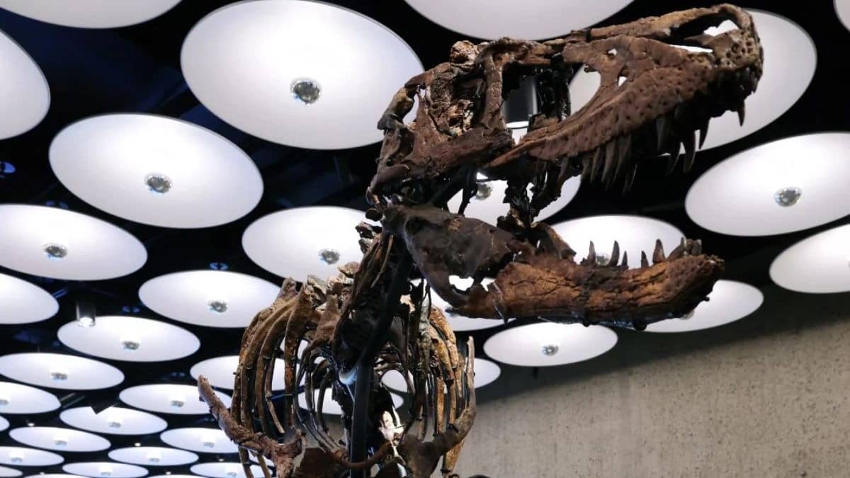 Rare Nanotyrannus Skeleton 'Jodi' 