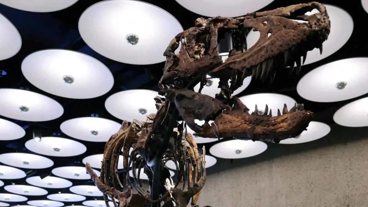 Rare Nanotyrannus Skeleton 'Jodi' Sells For $47.3 Million At New York Auction Rare Nanotyrannus Skeleton 'Jodi'