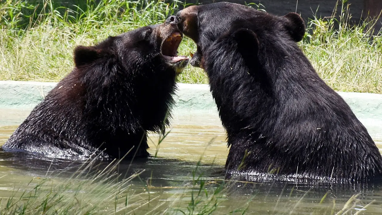 Wildlife Institute of India to Estimate Numbers of All 4 Bear Species in India: Official Wildlife Institute of India to Estimate Numbers of All 4 Bear Species in India: Official
