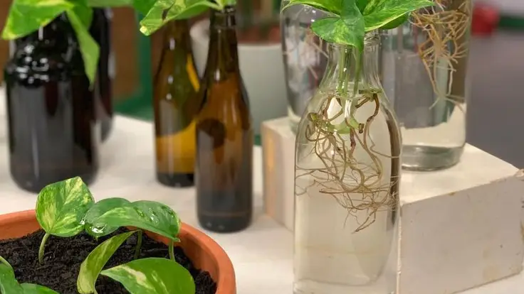 Description of the pic