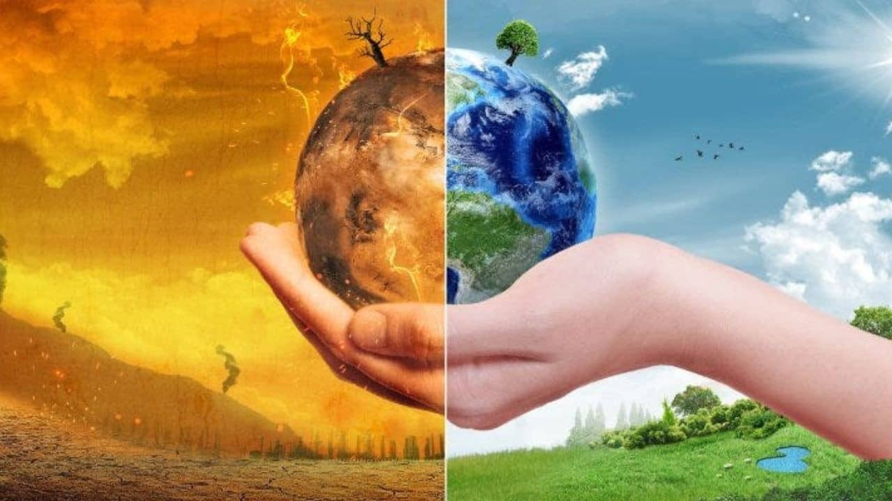 3 Times Humans Killed Natural Shields and Lived to Regret It