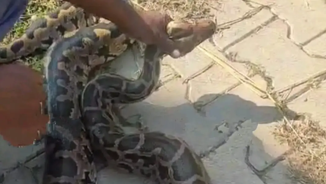 Indonesia: 36-Year-Old Woman Found Dead Inside Python's Belly ...