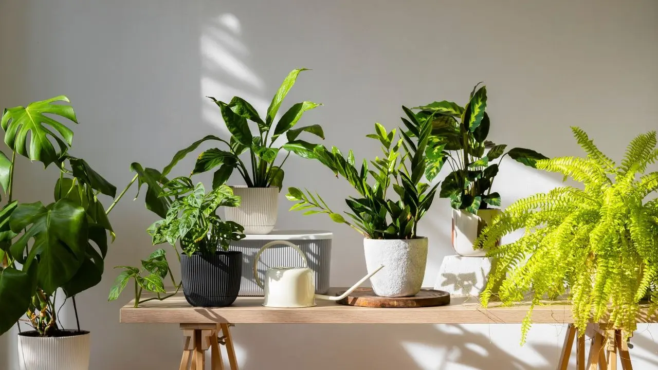 5 Resilient Plants That Won’t Die Even If You Forget To Water Them For Weeks 5 House Plants That Can Thrive Well Without Water