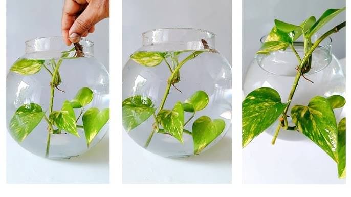 Description of the pic