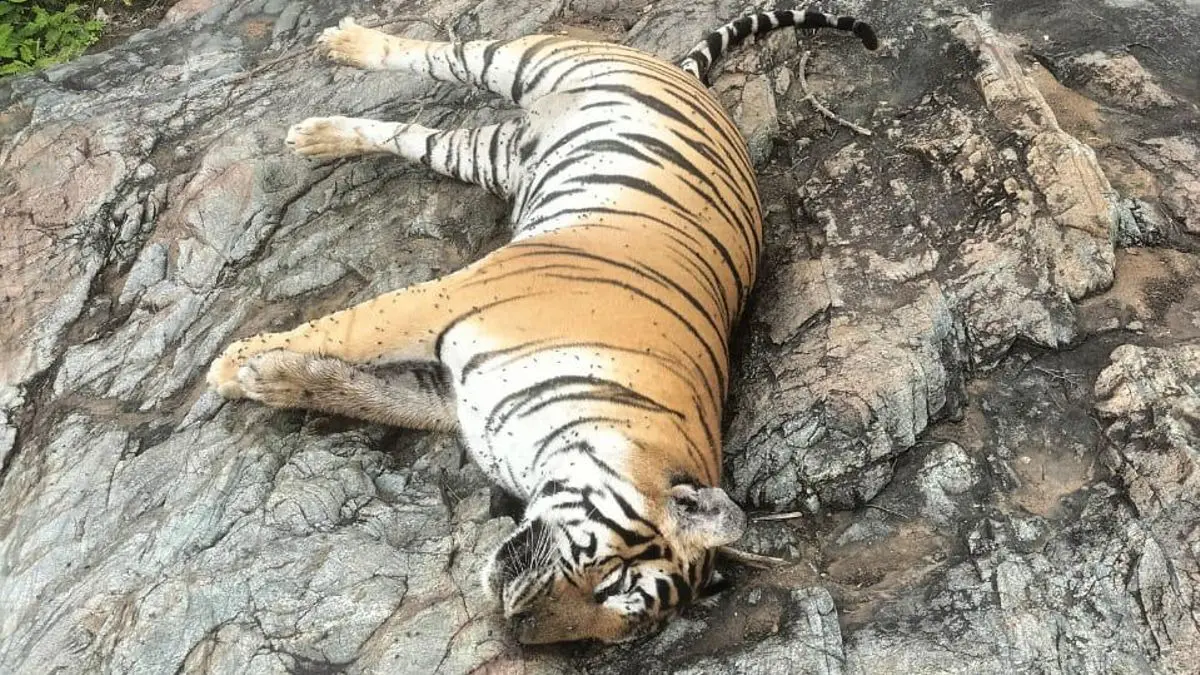 5 tigers found dead in Karnataka.