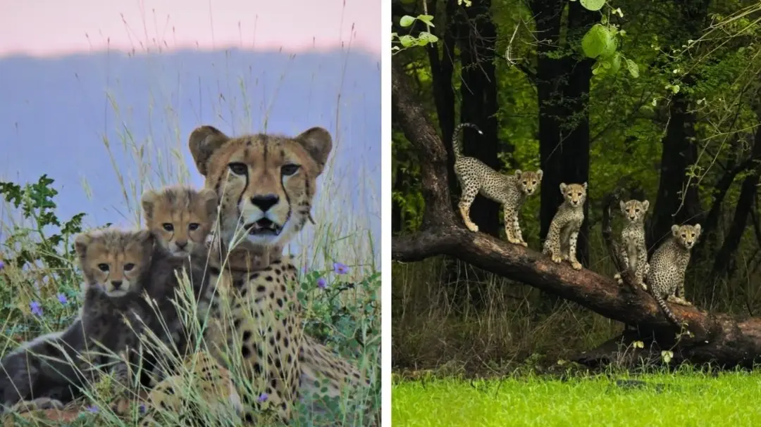 1952 में विलुप्त हुआ चीता... PM मोदी की कवायद लाई रंग, भारत ने दुनिया के सामने पेश की मिसाल, अब 27 में से 16 देश में हुए पैदा Project Cheeta India