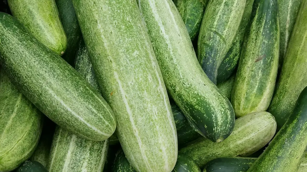 6 Amazing Health Benefits Of Cucumber You Should Know