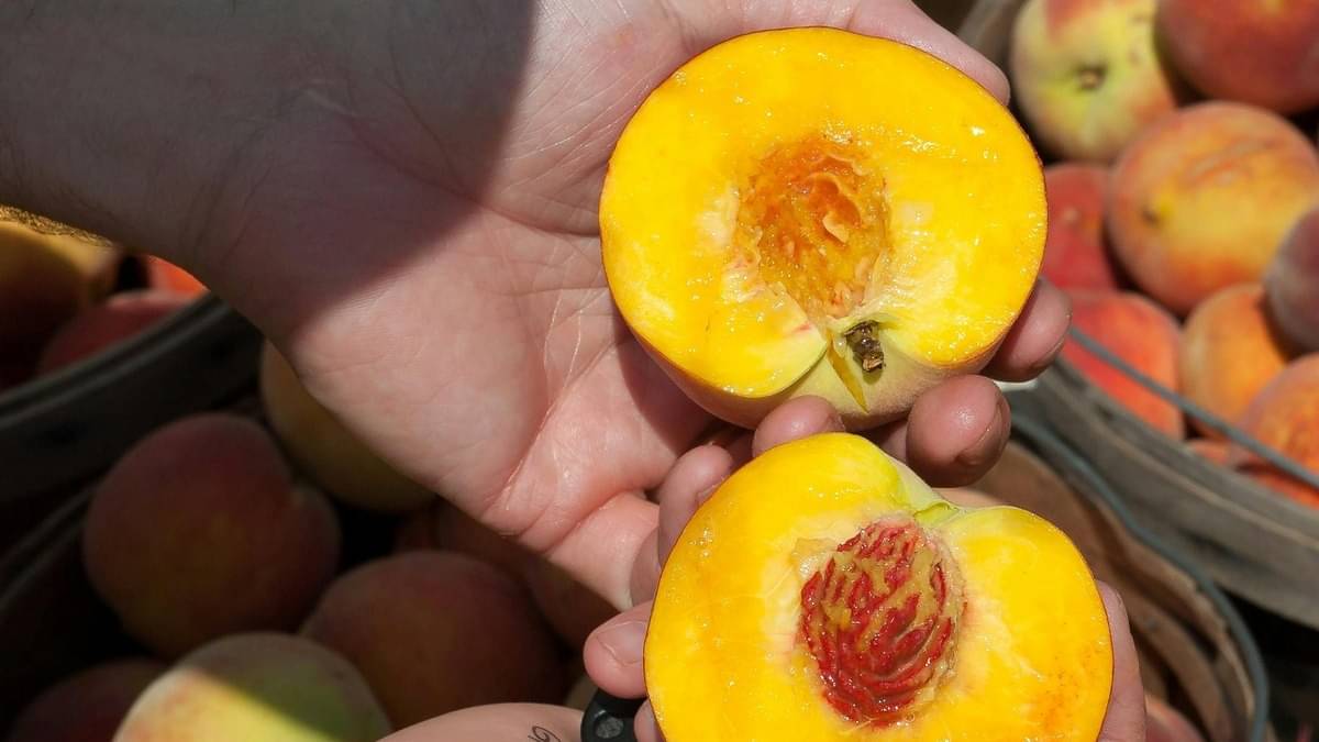 7 Health Benefits Of Eating Apricots Daily | Republic World 7 Health Benefits Of Eating Apricots Daily | Republic World