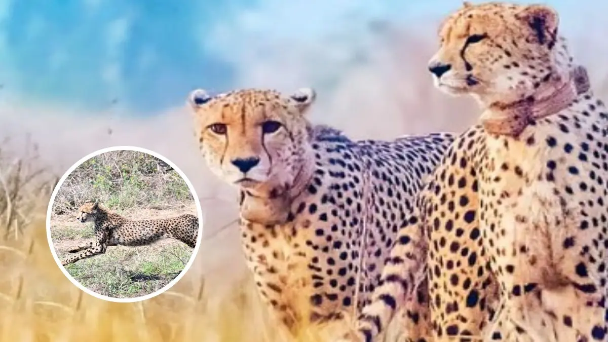8 Cheetahs to Arrive in Madhya Pradesh From Botswana on Feb 28: CM Mohan Yadav 8 Cheetahs to Arrive in Madhya Pradesh From Botswana on Feb 28: CM Mohan Yadav
